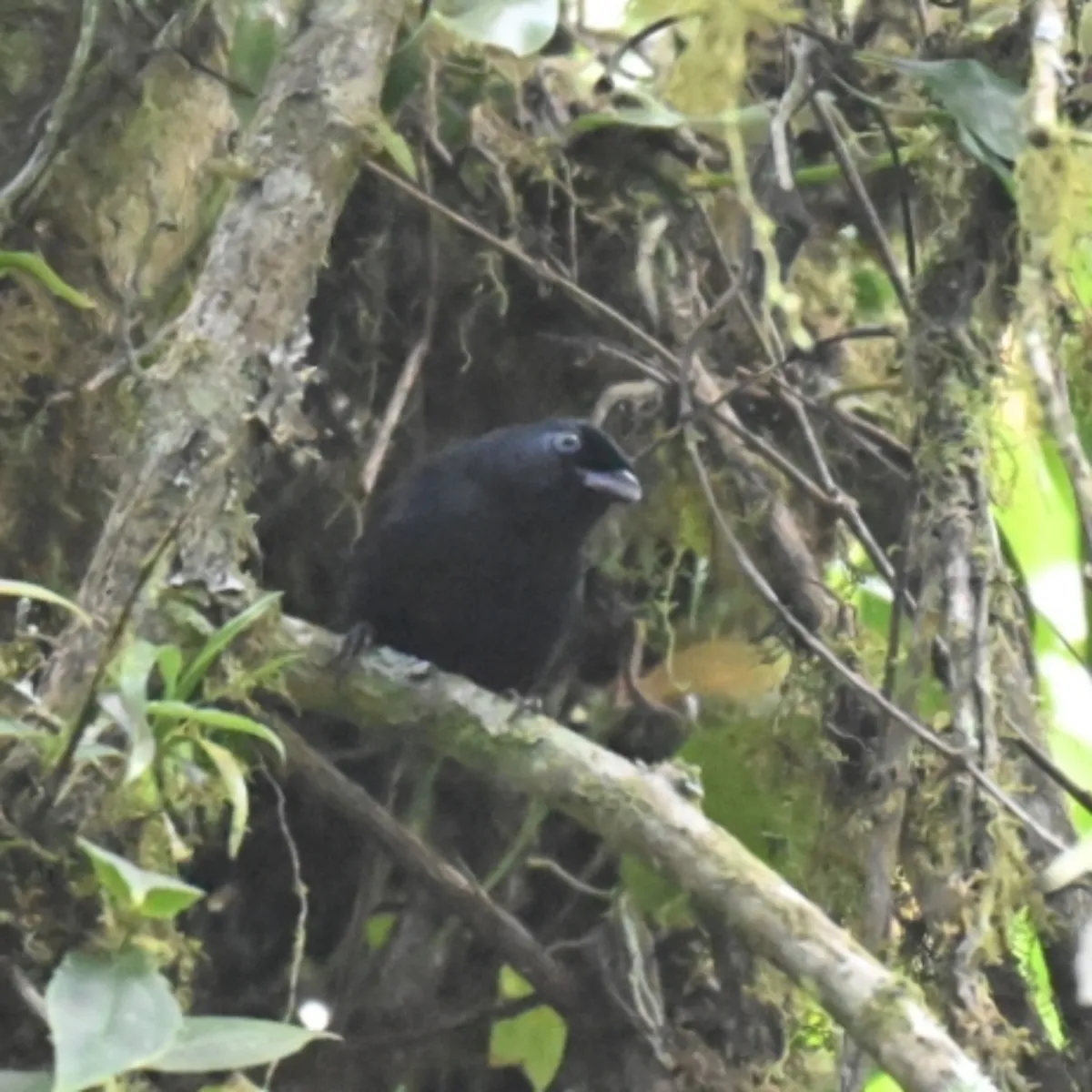 Spotted Willard's Sooty Boubou