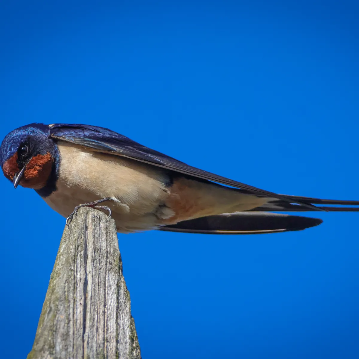 Spotted Barn Swallow