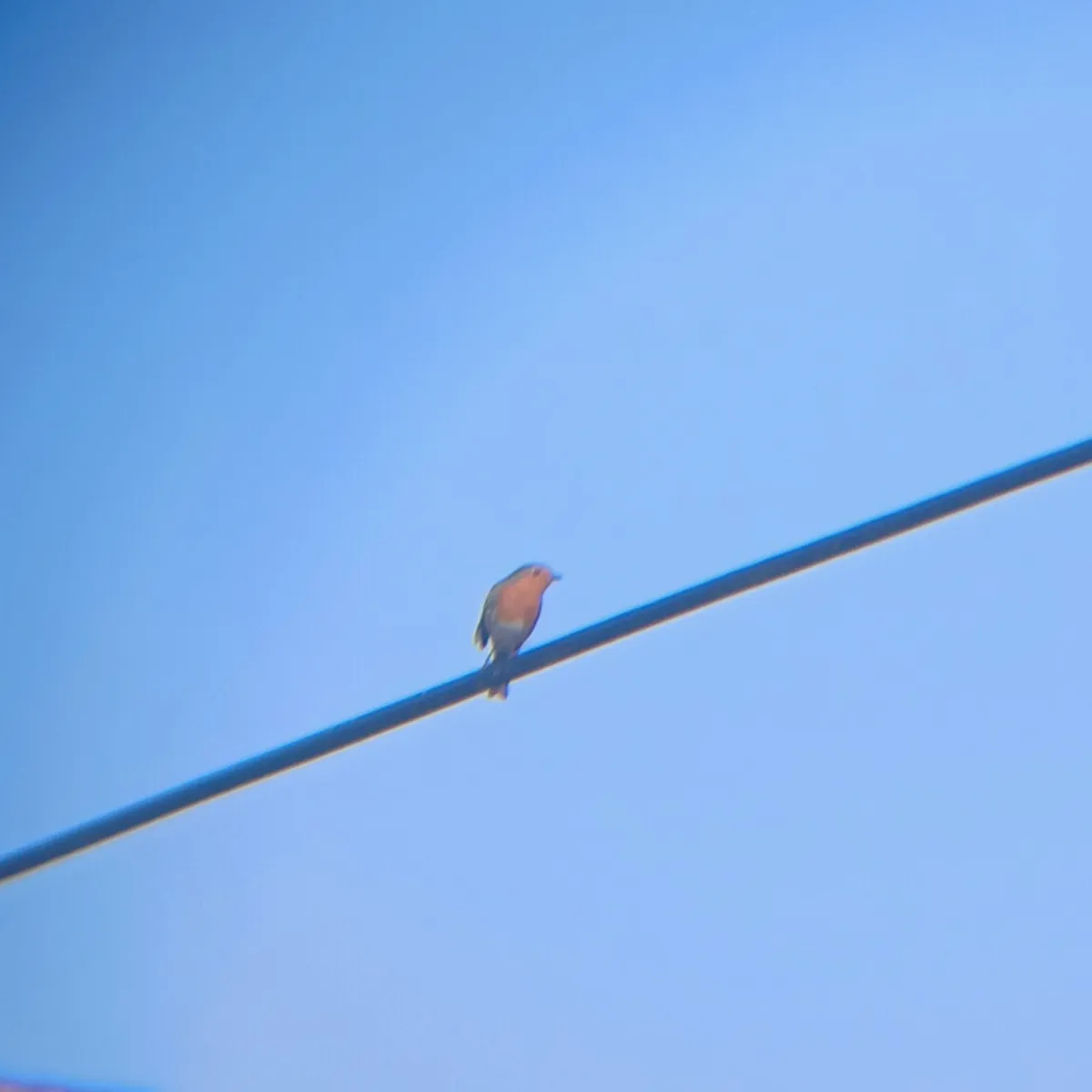 Spotted European Robin