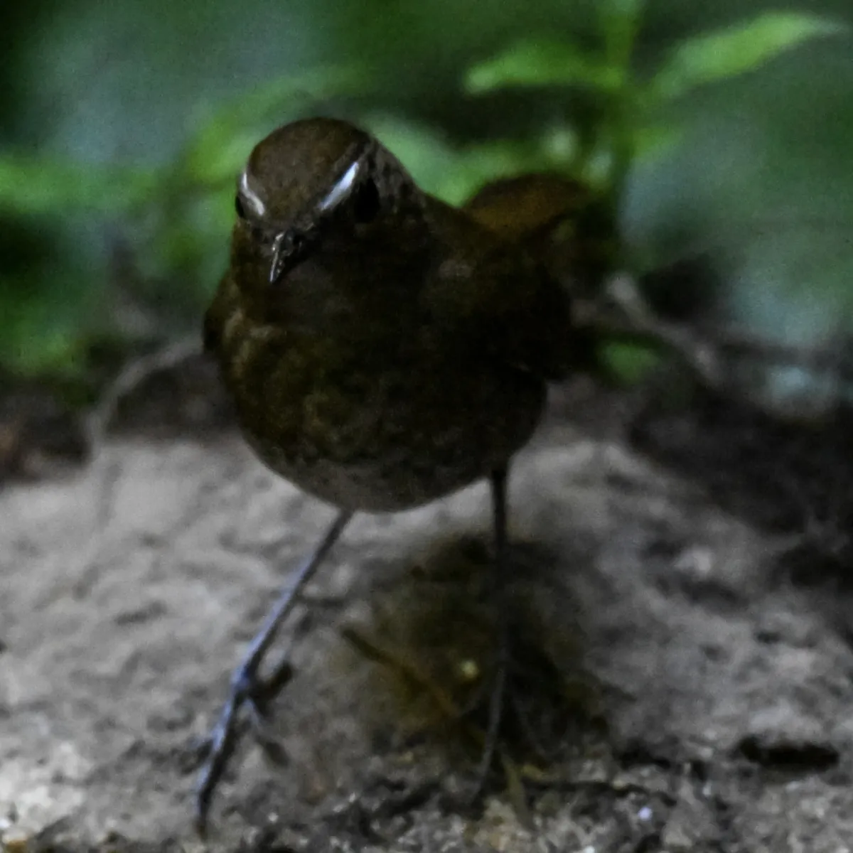 Gespotte Kleine kortvleugel