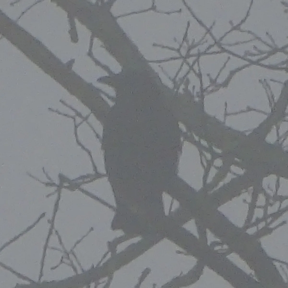 Spotted Common Raven