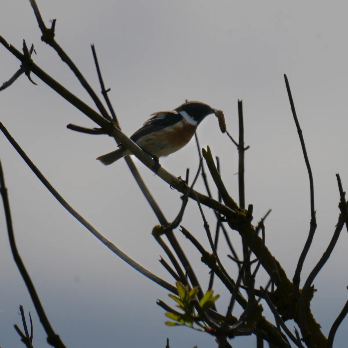 Gespotte Roodborsttapuit