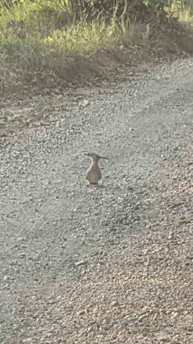 Spotted Eurasian Hoopoe