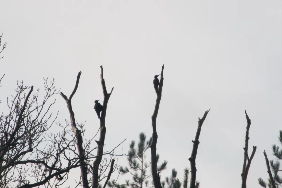 Gespotte Zwarte specht