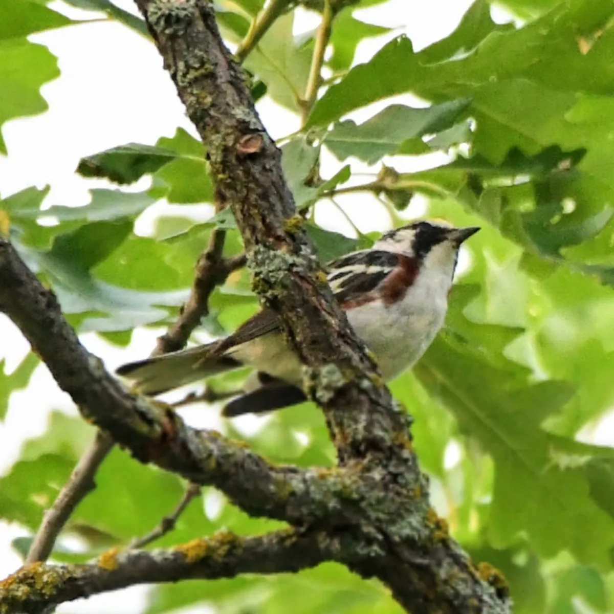Spotted Chestnut-sided Warbler