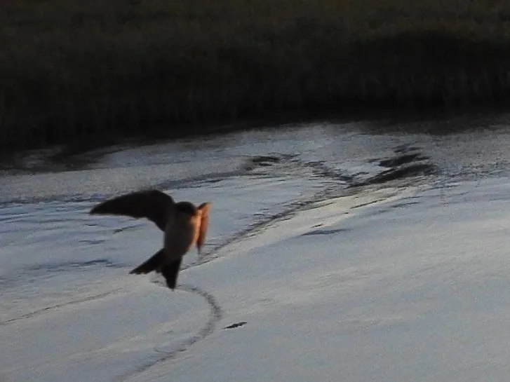 Spotted Western House-Martin