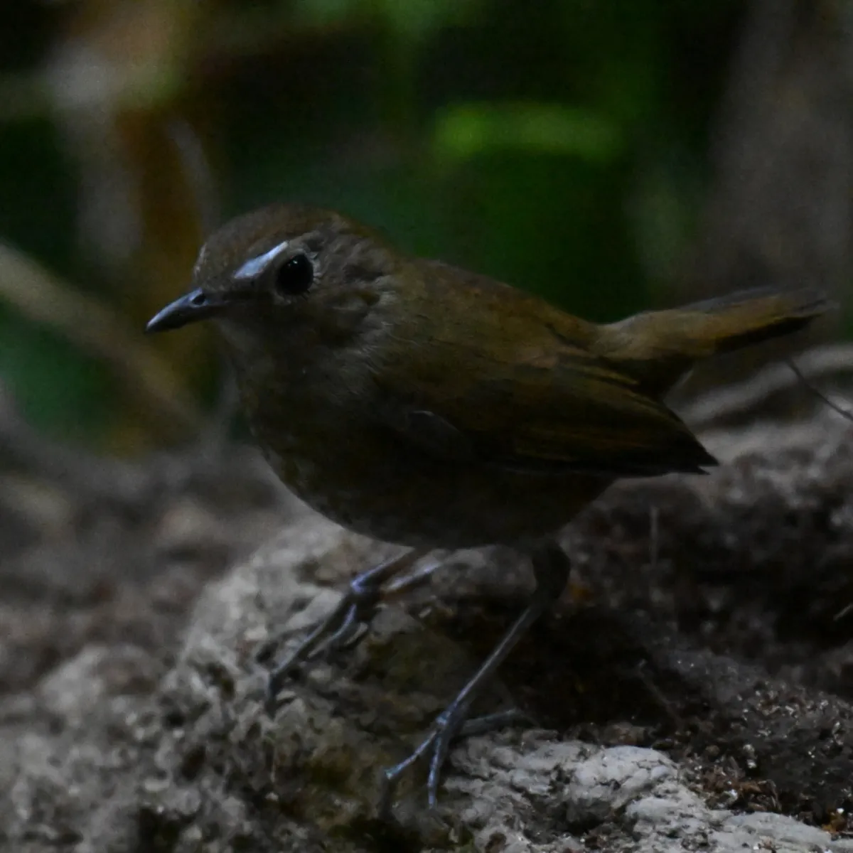 Spotted Lesser Shortwing