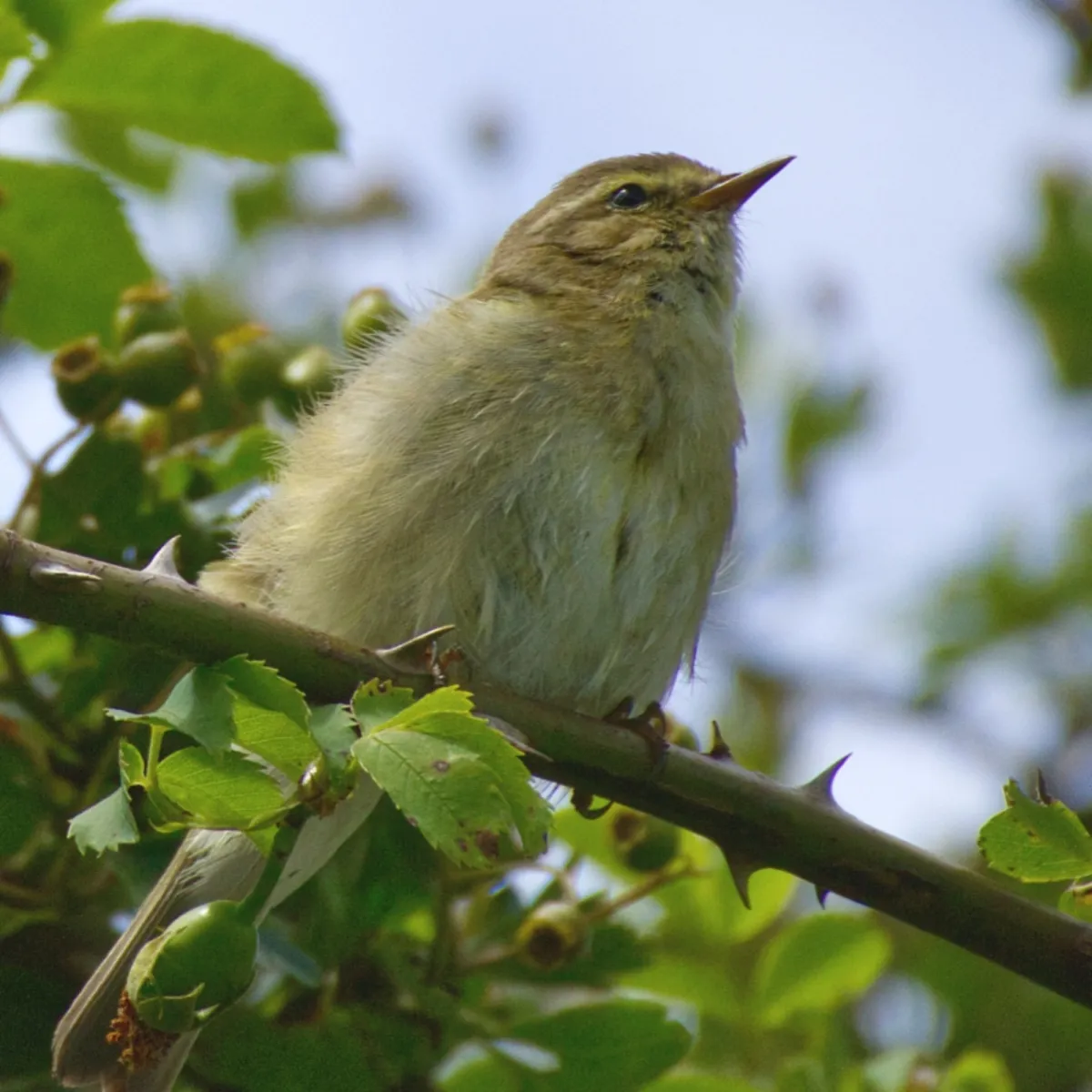 Spotted Common Chiffchaff