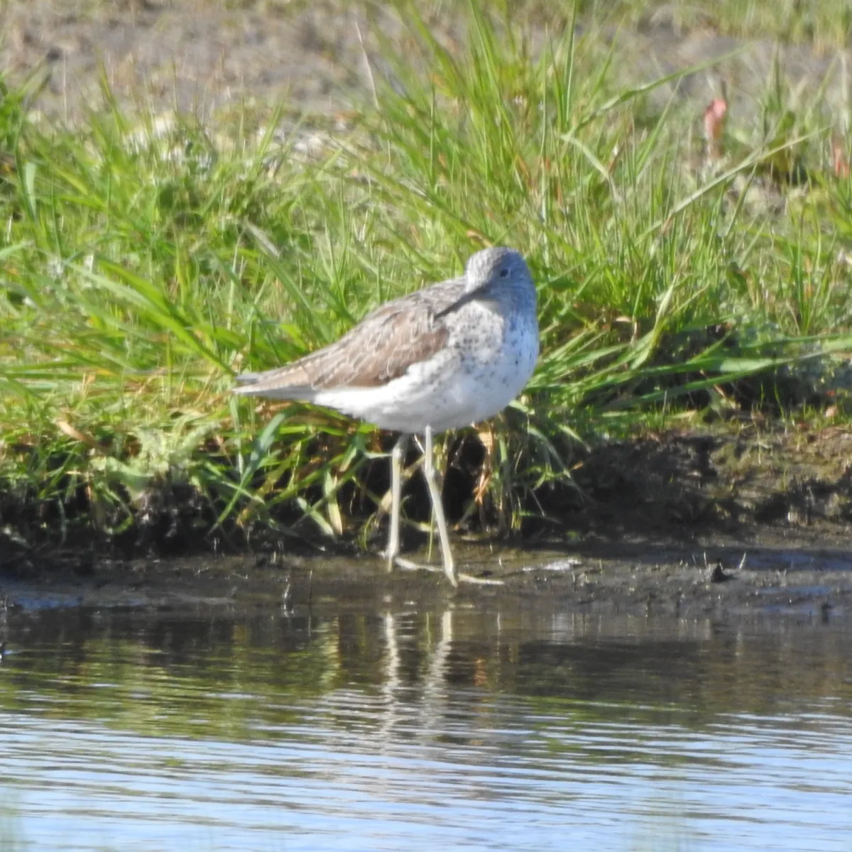 Gespotte Groenpootruiter