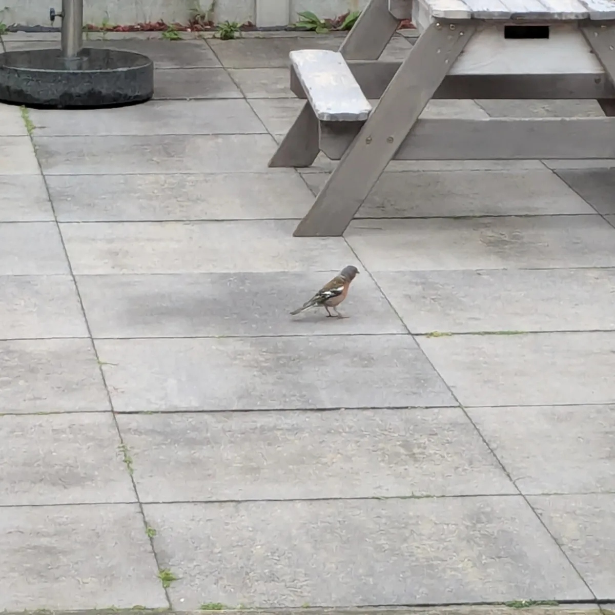 Waargenomen Vink