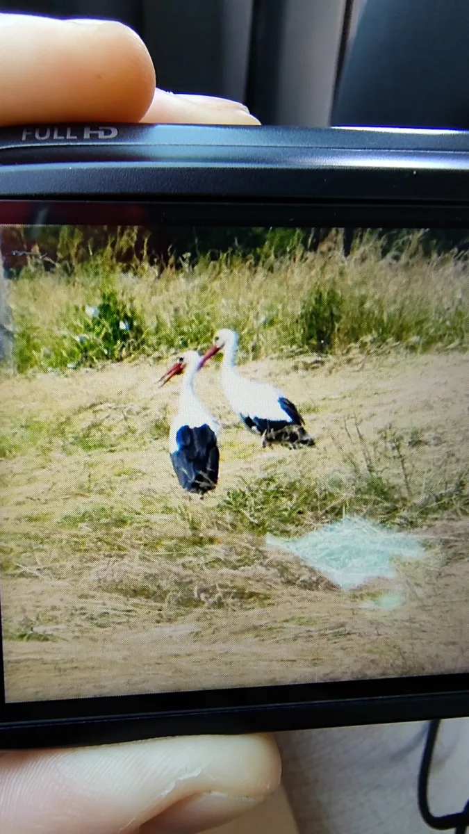 Cigogne blanche observé