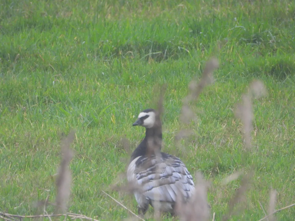 Spotted Barnacle Goose