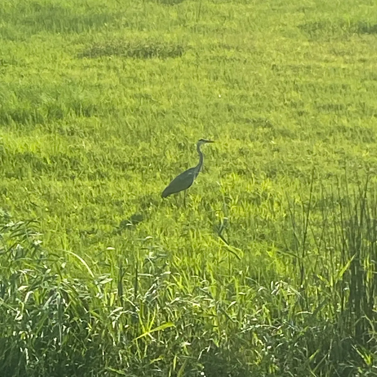 Spotted Gray Heron