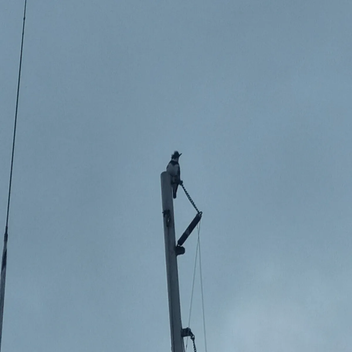 Spotted Belted Kingfisher