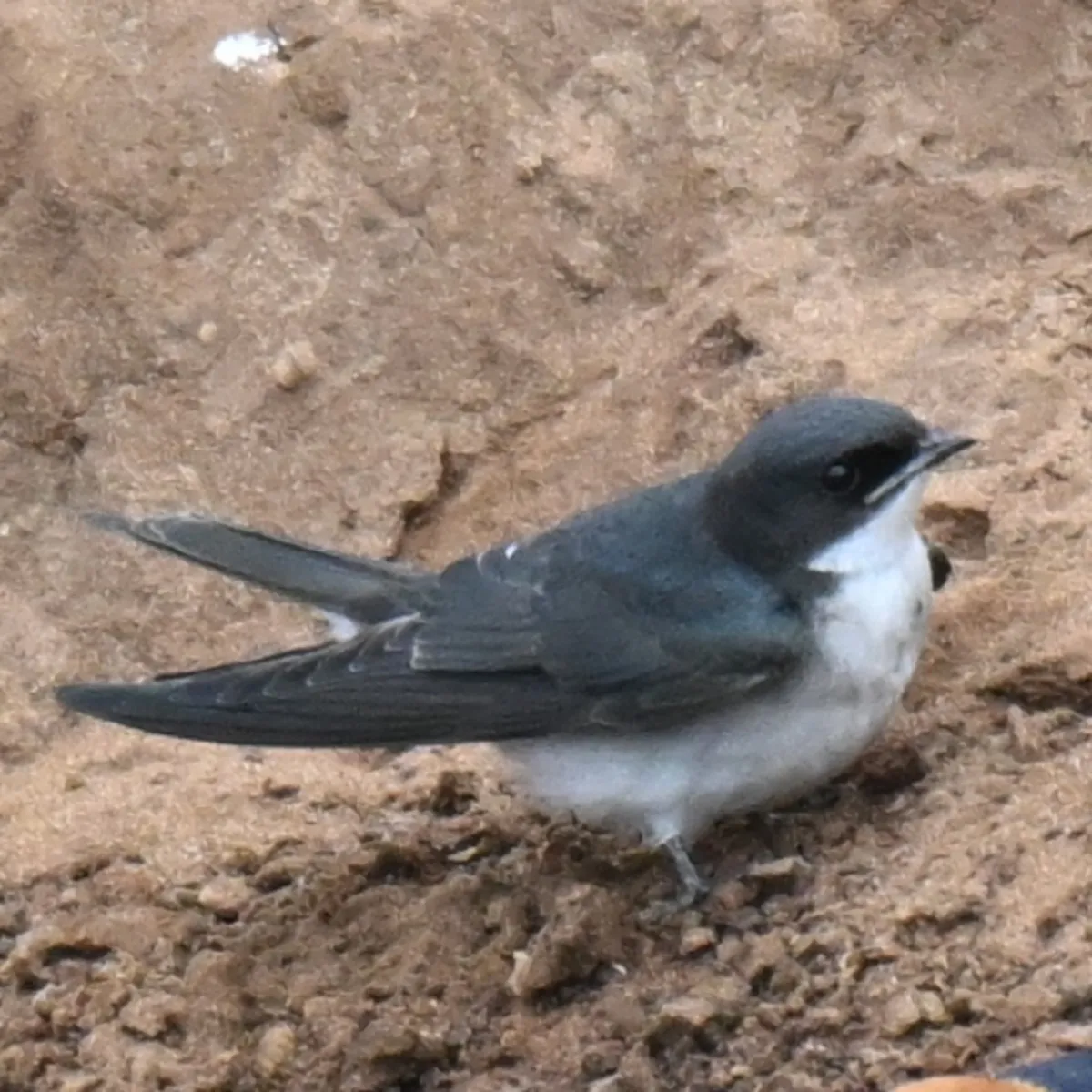 Spotted Pearl-breasted Swallow