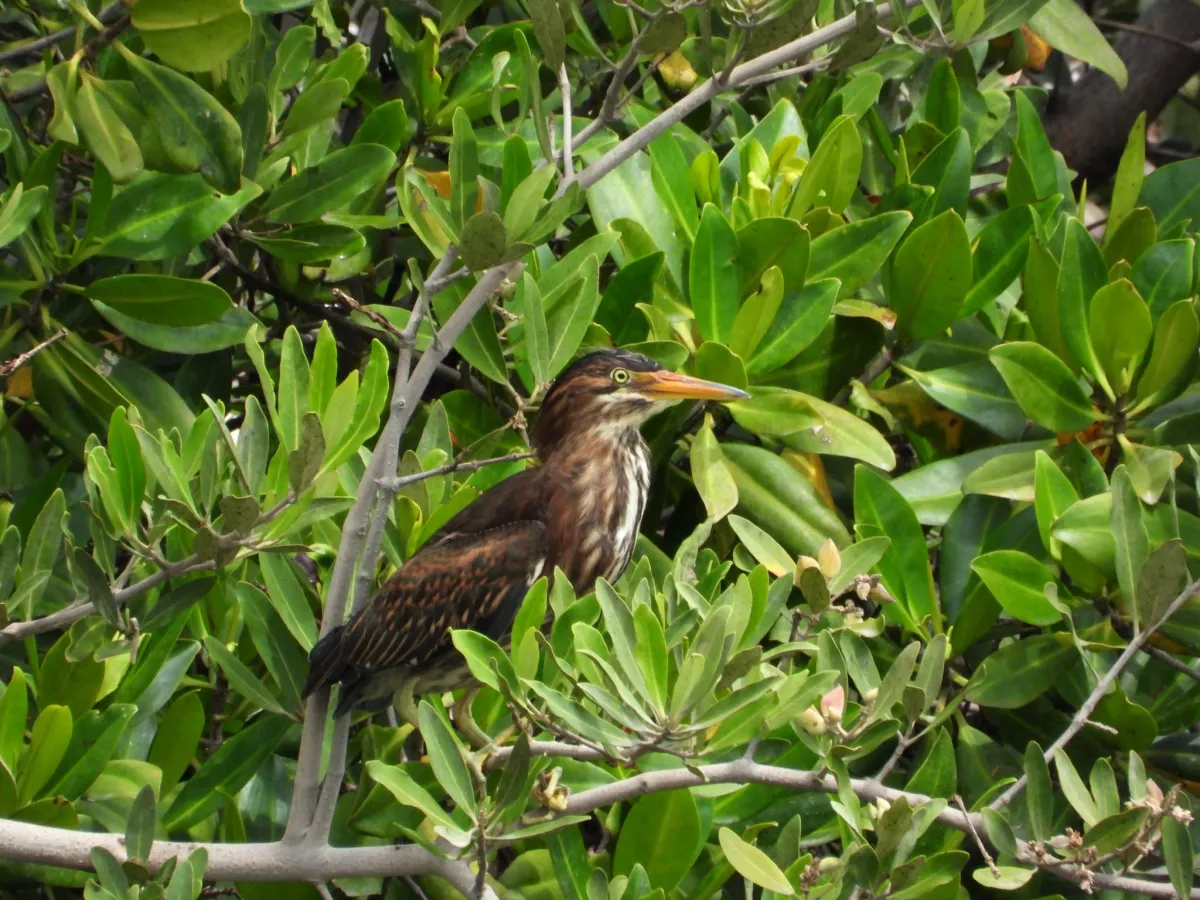 Waargenomen Groene reiger