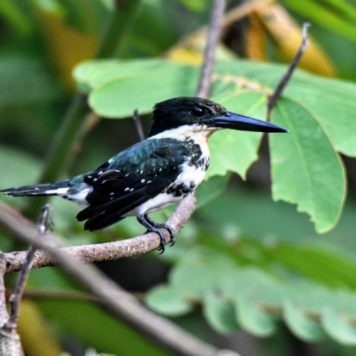 Gespotte Groene ijsvogel