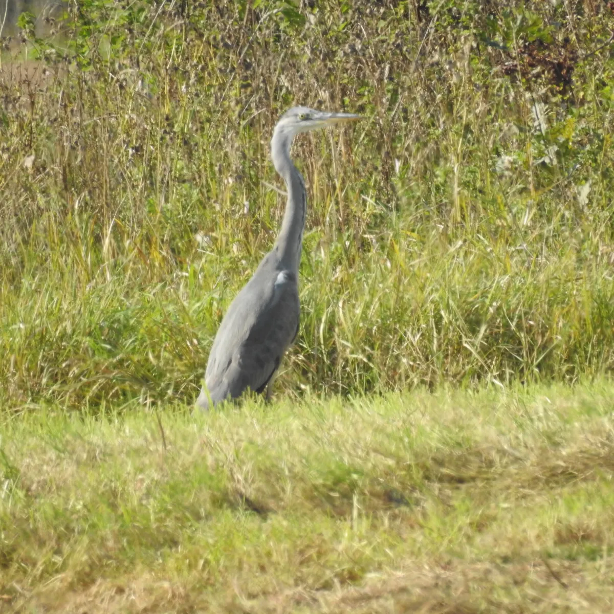Spotted Gray Heron