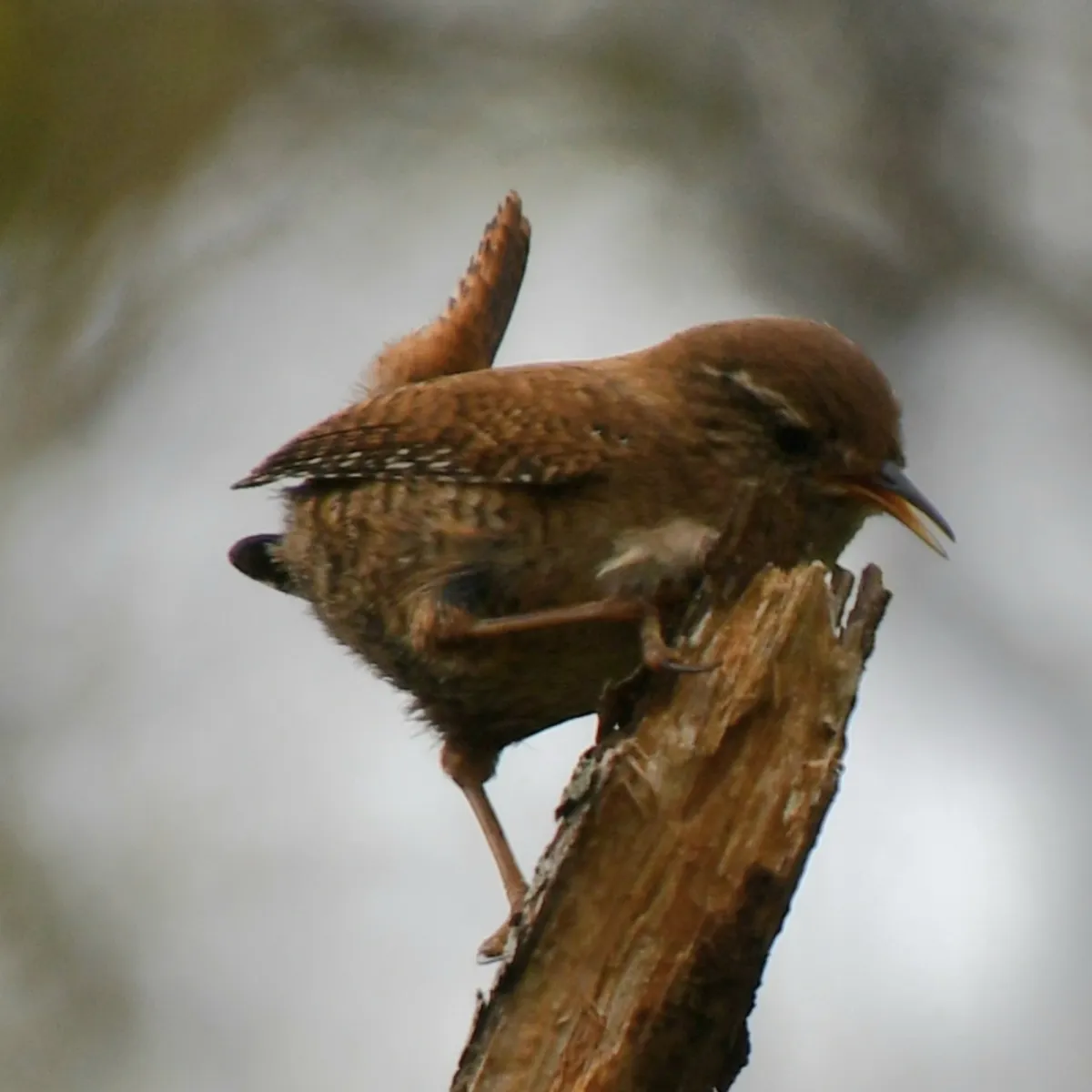 Spotted Eurasian Wren