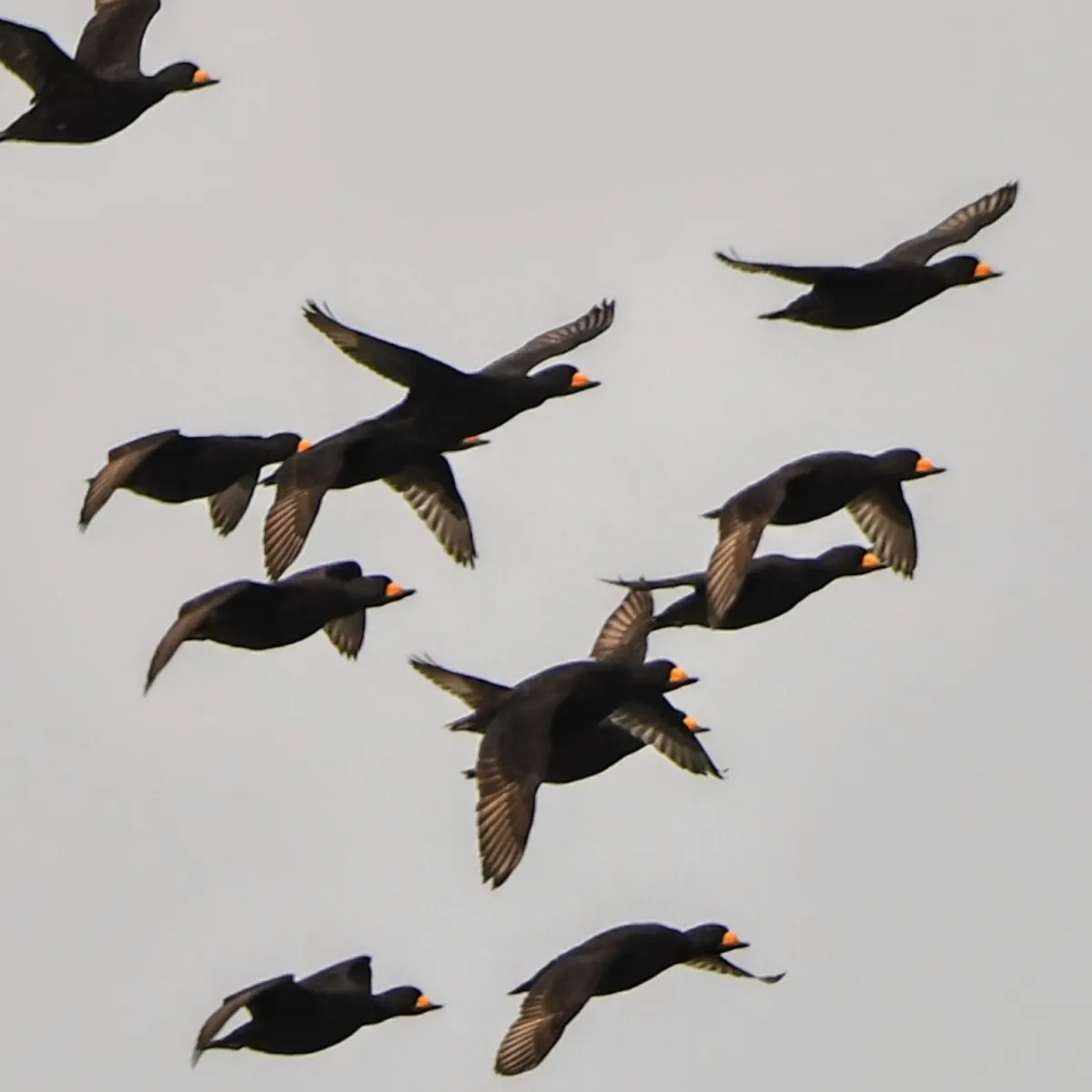 Gespotte Amerikaanse zee-eend