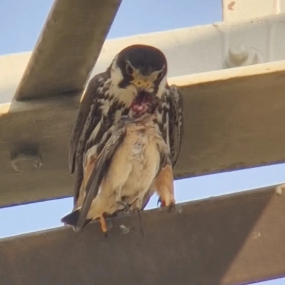 Spotted Eurasian Hobby