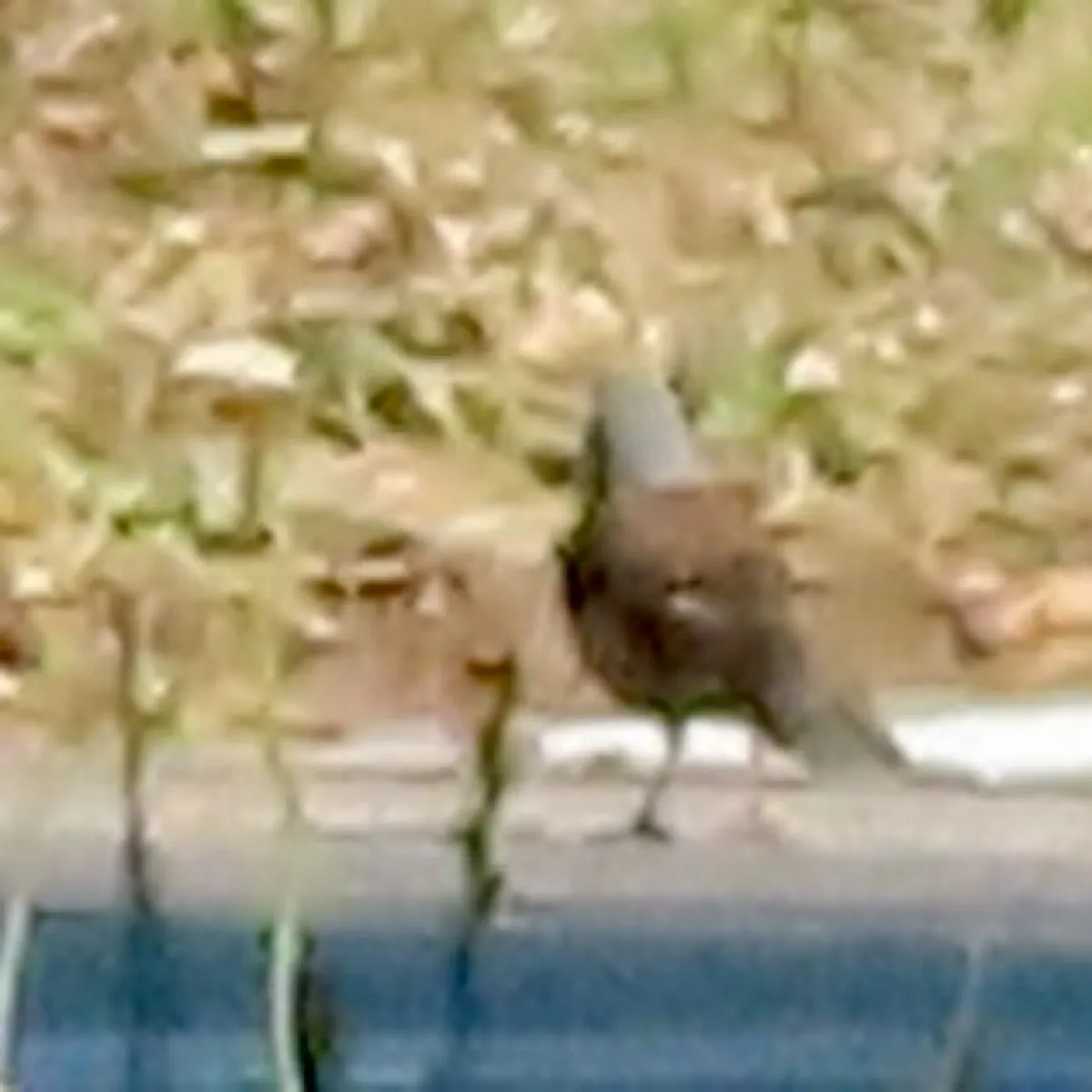 Spotted Fieldfare