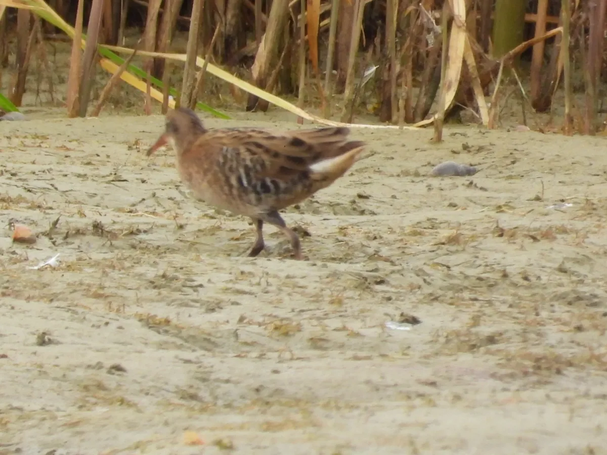 Spotted Water Rail