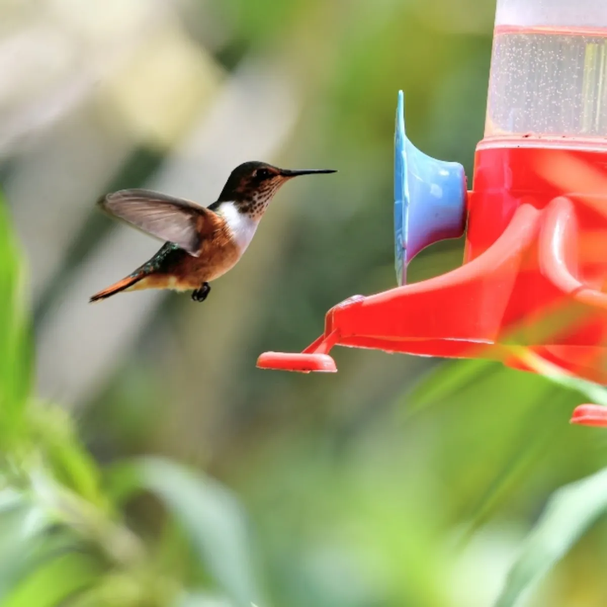 Gespotte Fonkelkolibrie