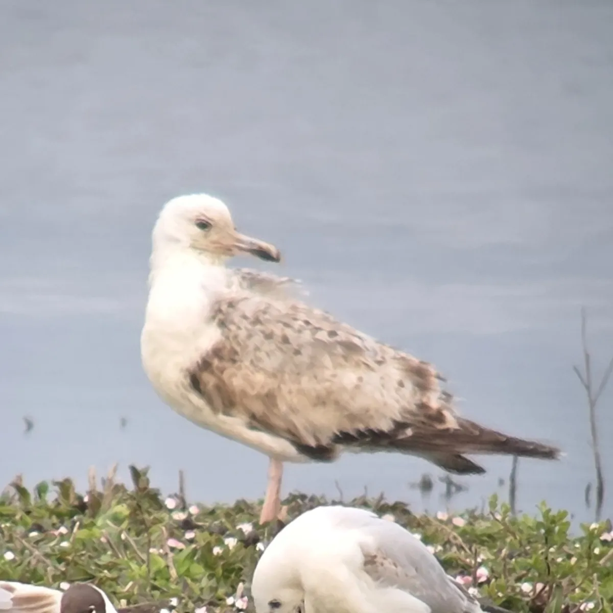Gespotte Pontische meeuw