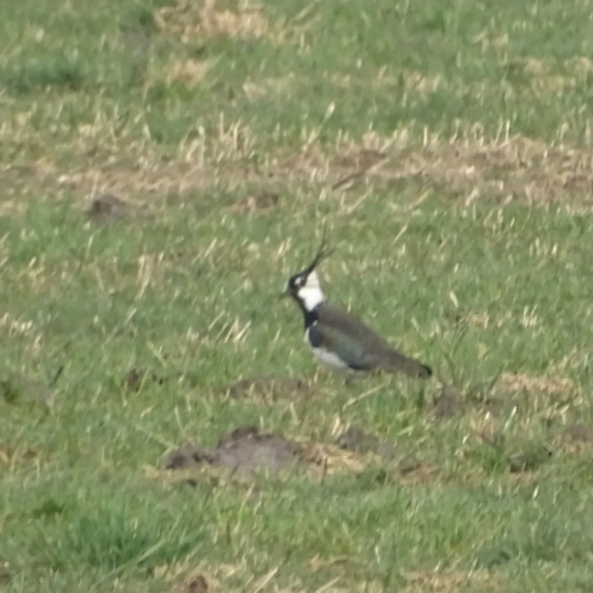 Spotted Northern Lapwing