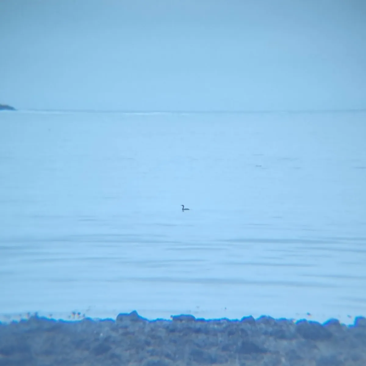 Spotted Pelagic Cormorant