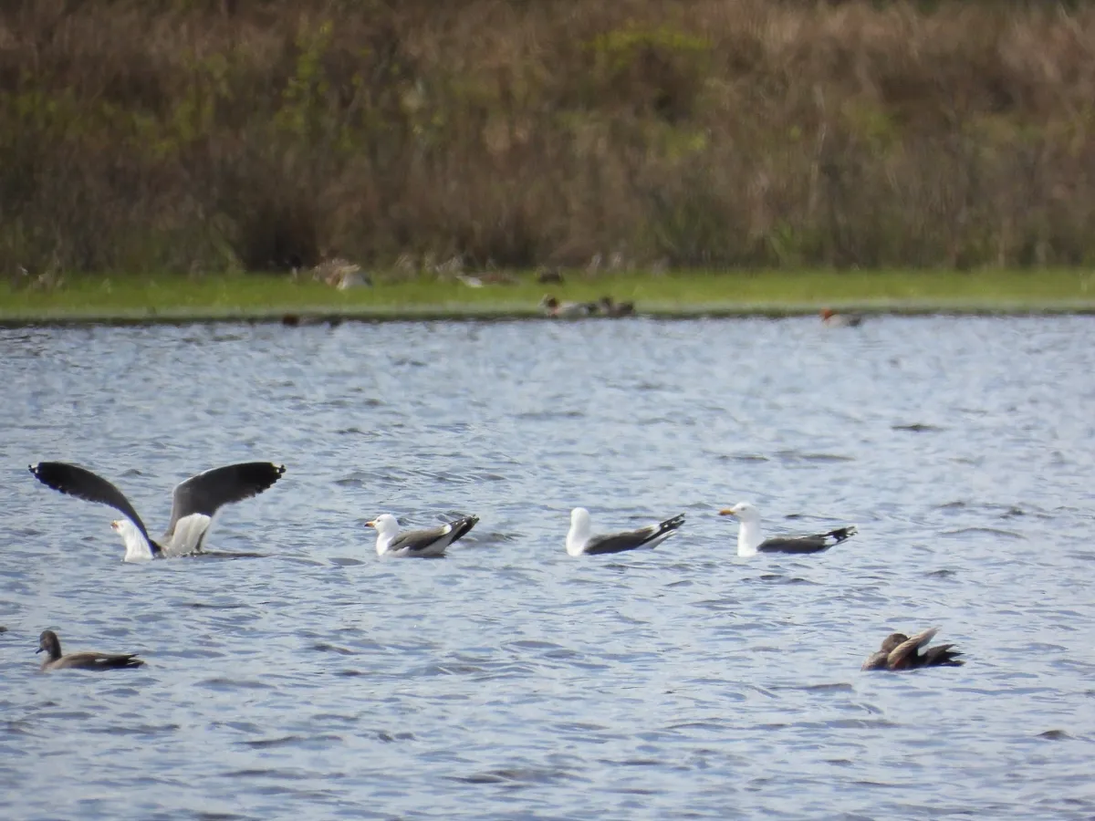 Gespotte Kleine mantelmeeuw