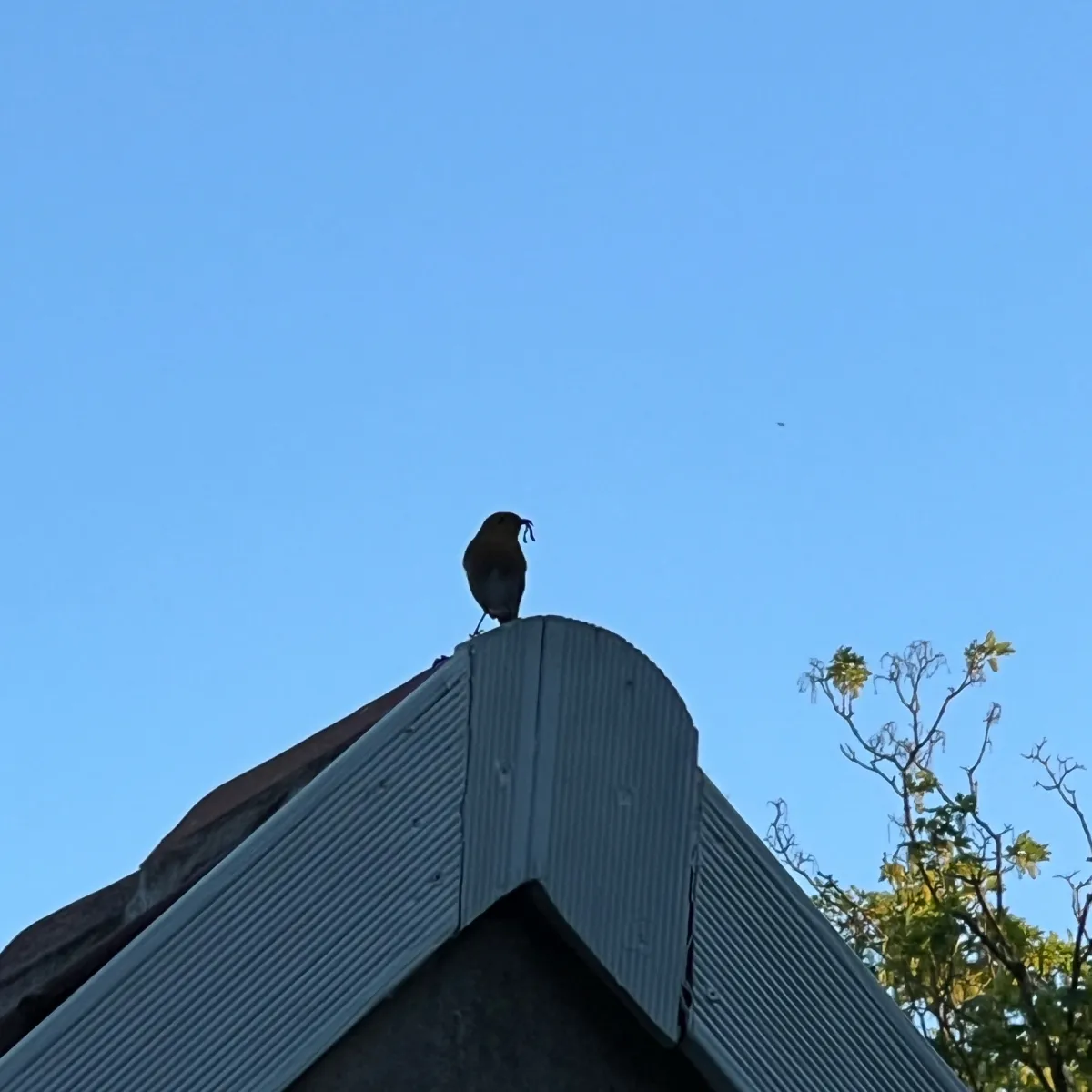 Spotted European Robin