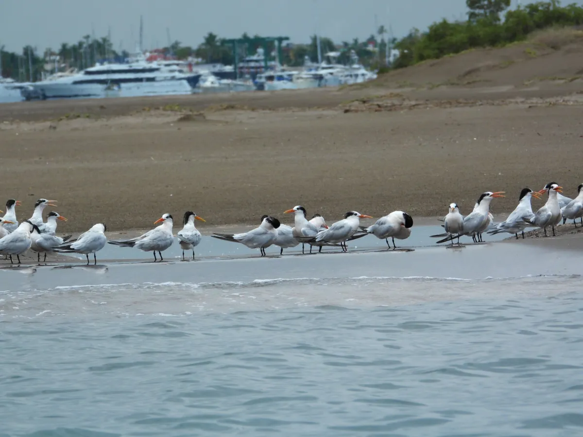 Spotted Elegant Tern