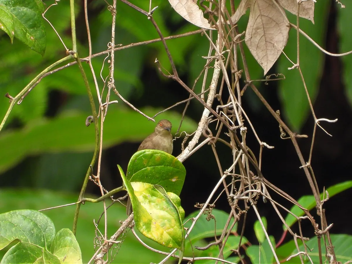 Gespotte Roodoogbuulbuul