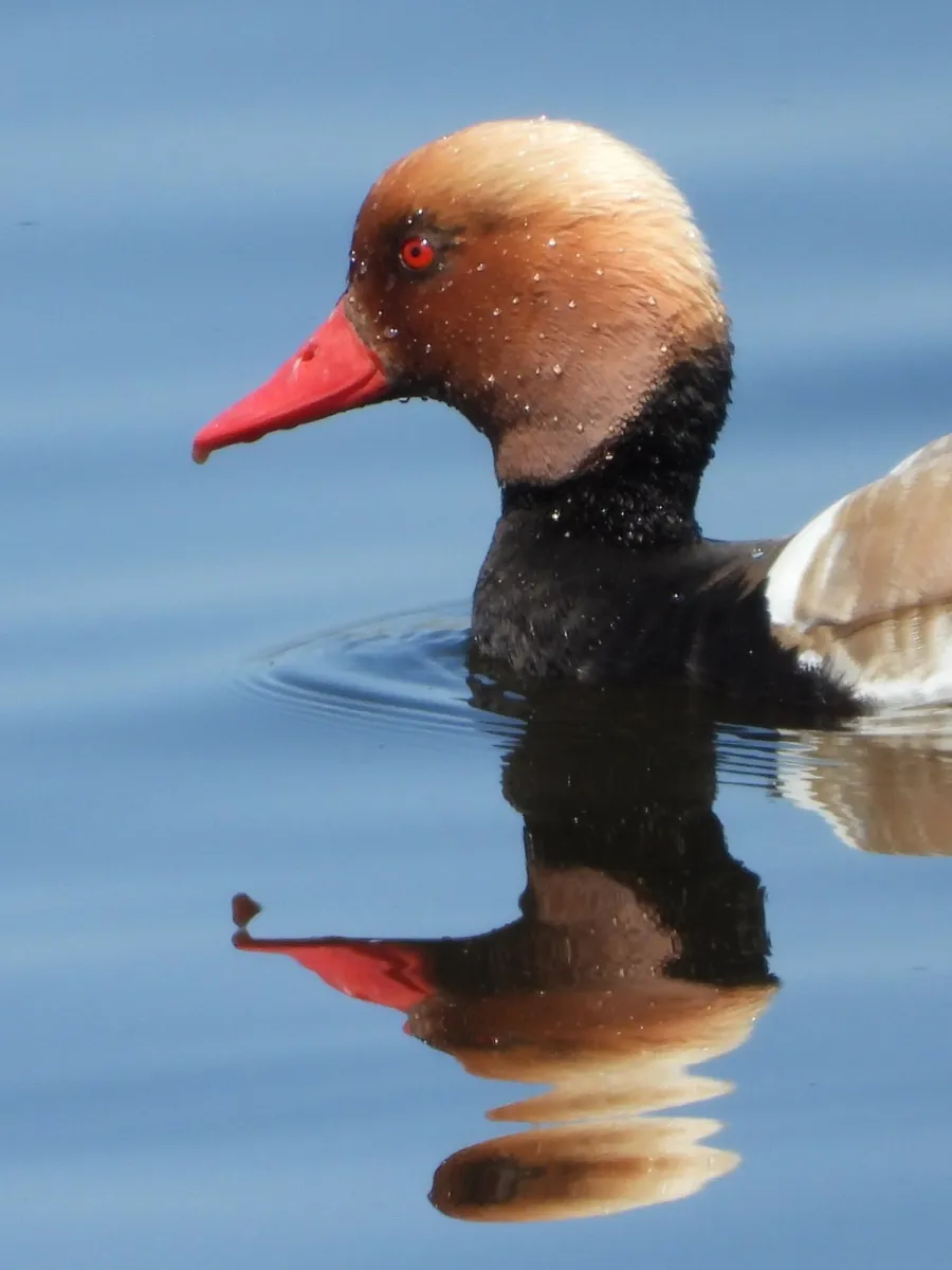 Spotted Red-crested Pochard