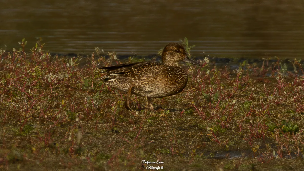 Spotted Green-winged Teal