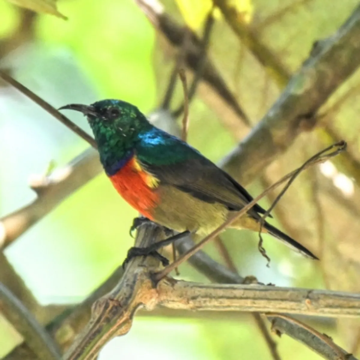 Spotted Tiny Sunbird