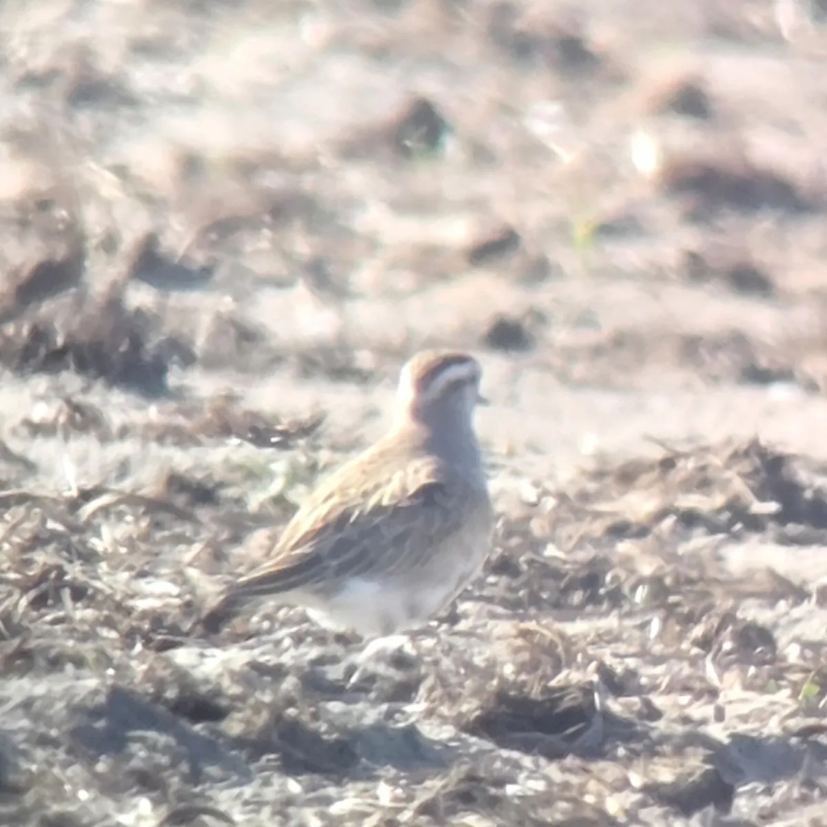 Gespotte Morinelplevier