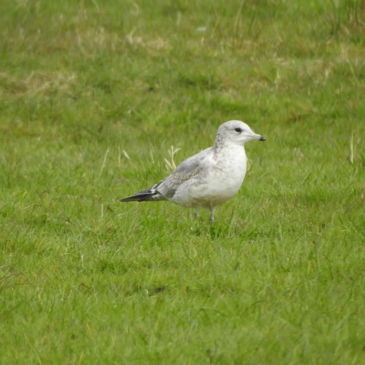 Spotted Common Gull