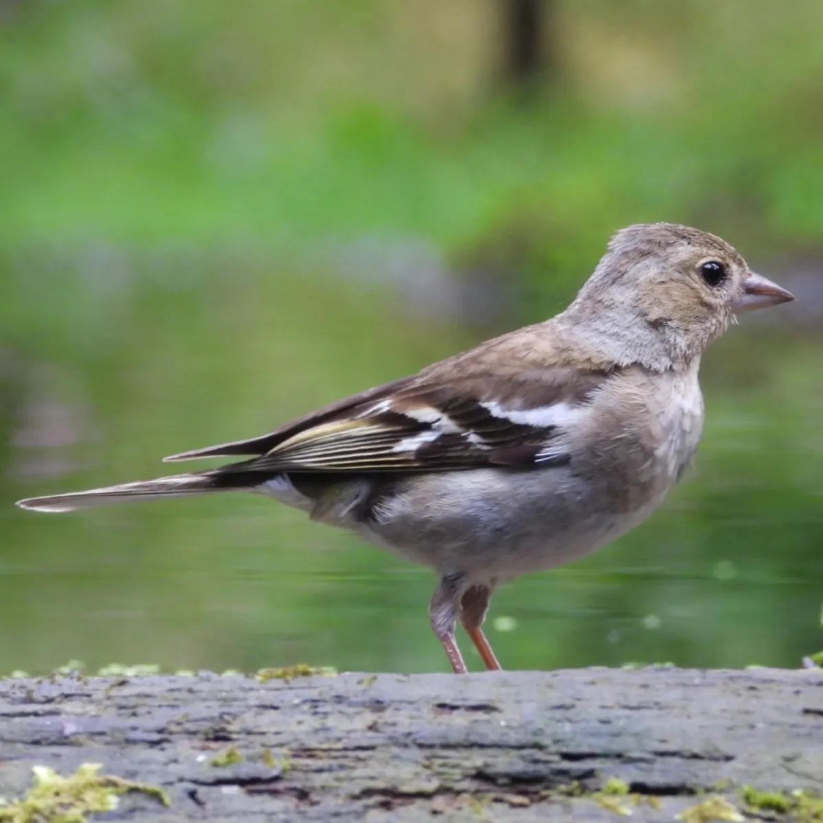 Waargenomen Vink