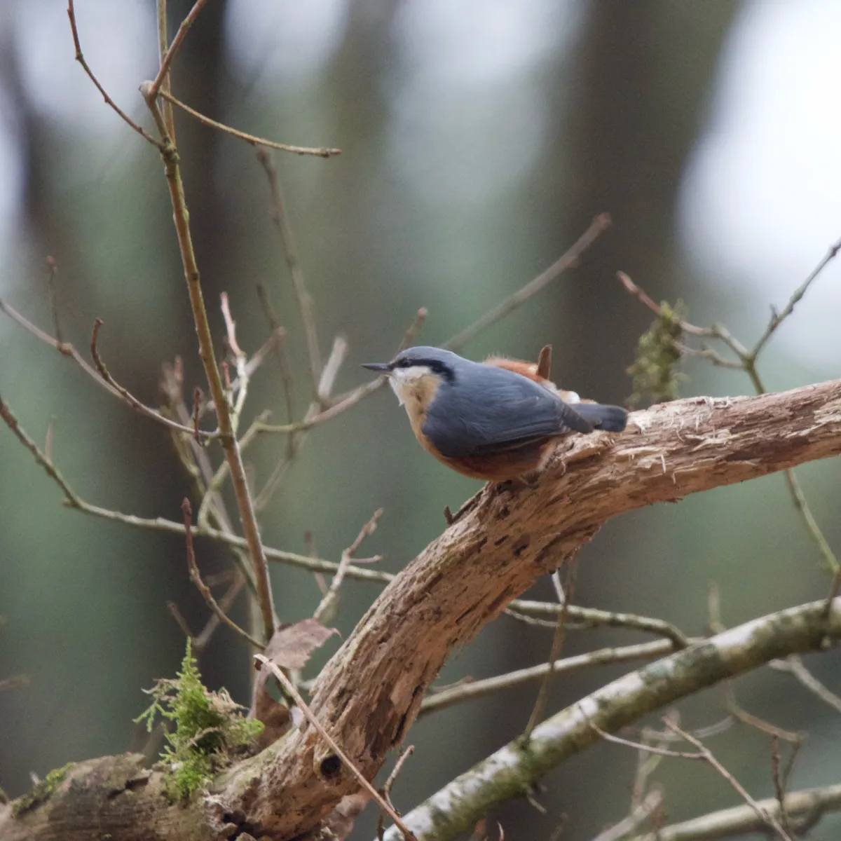 Spotted Eurasian Nuthatch