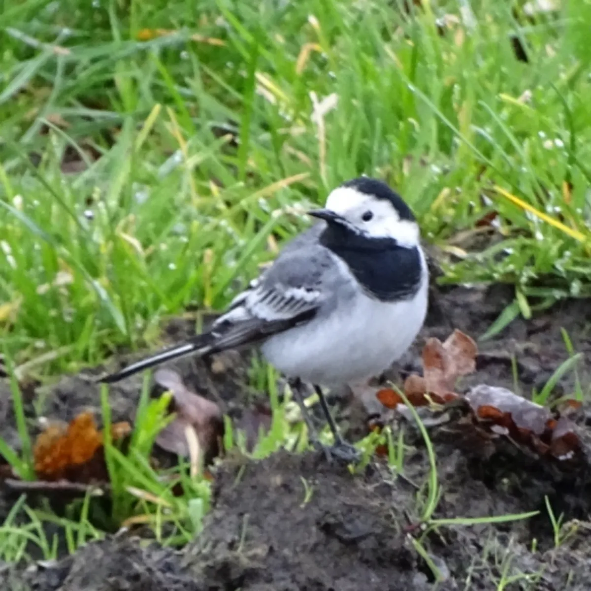 Spotted White Wagtail