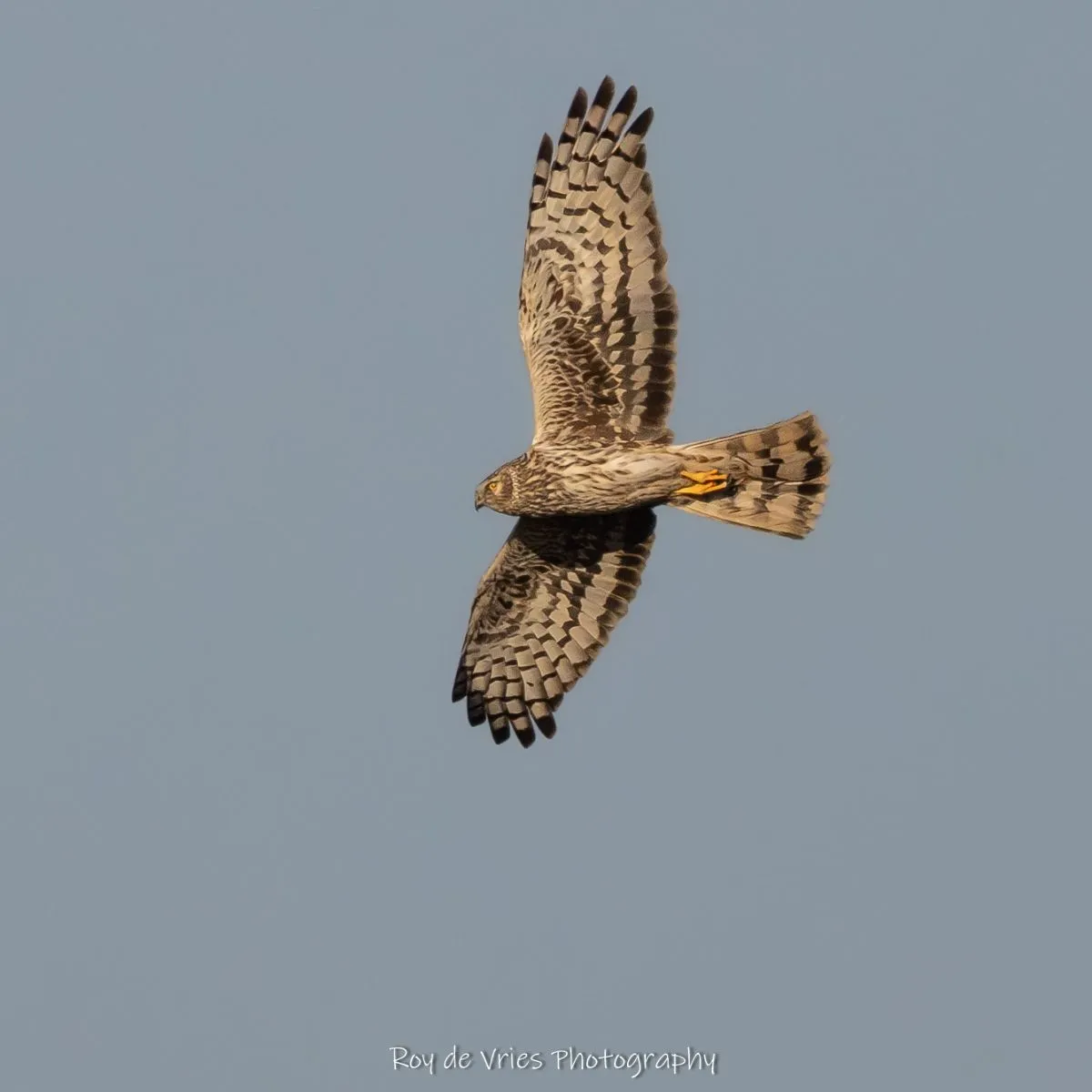 Gespotte Blauwe kiekendief
