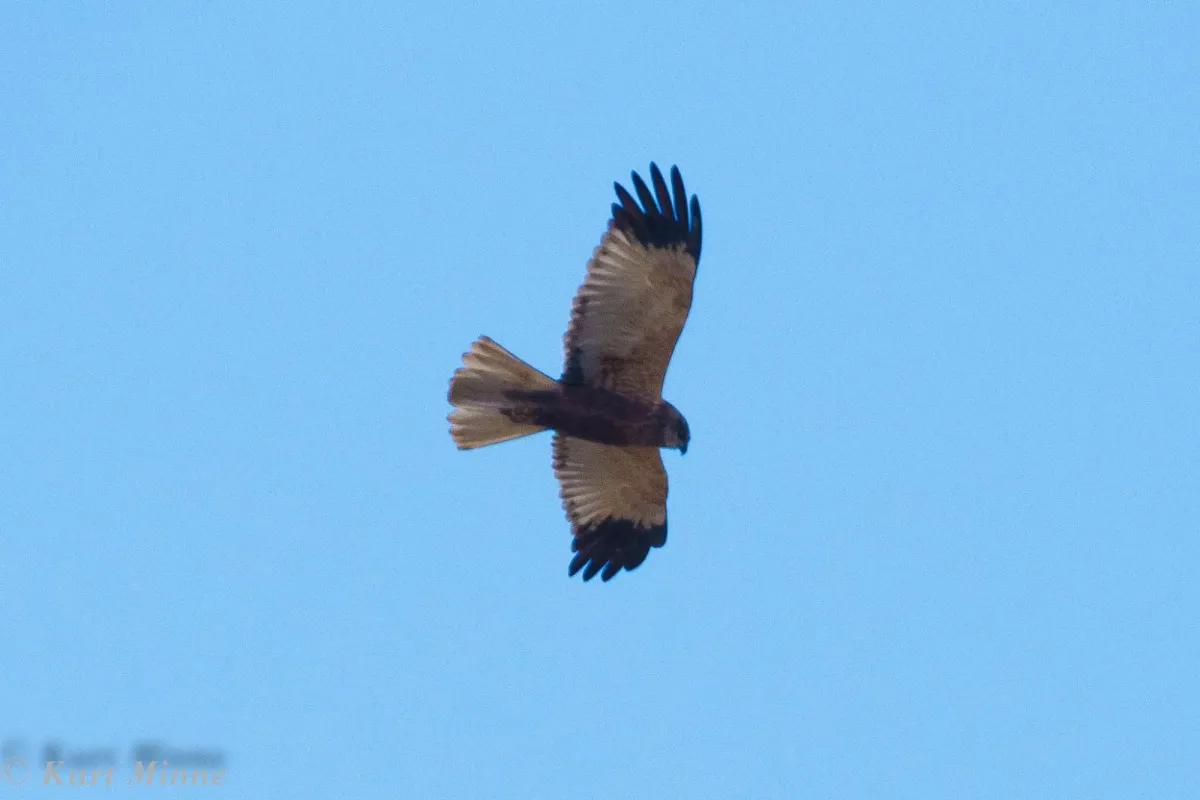 Spotted Western Marsh Harrier