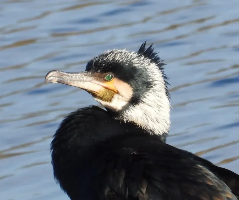 Gespotte Aalscholver