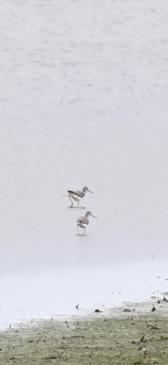 Spotted Common Greenshank