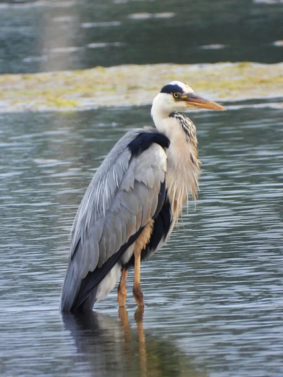 Waargenomen Blauwe reiger