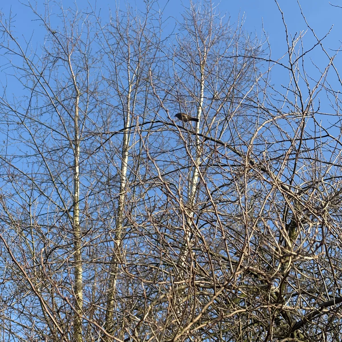 Gespotte Zanglijster