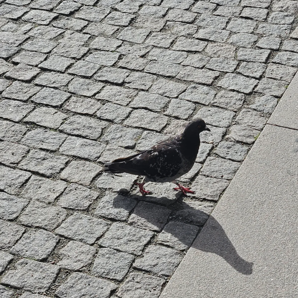 Spotted Rock Pigeon